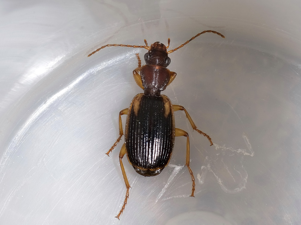 Cymindis axillaris